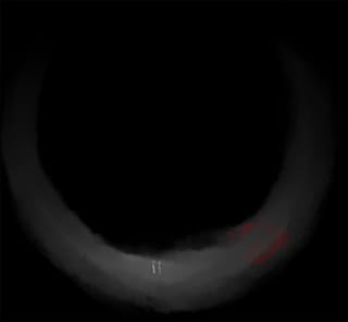 ku[Я]o